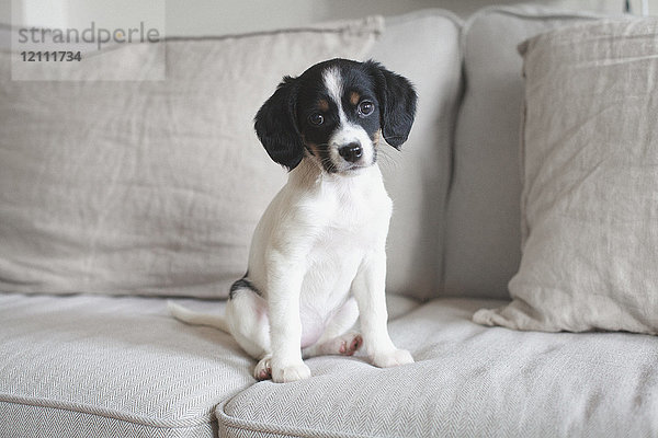 Porträt eines Hundes  der zu Hause auf dem Sofa sitzt.