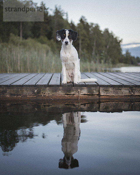 Porträt eines Hundes  der am Steg sitzt und sich im See am Wald reflektiert.
