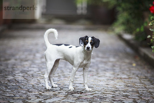 Porträt eines Hundes  der auf einer gepflasterten Straße im Hof steht.