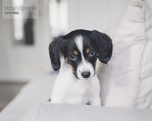 Porträt eines Hundes  der zu Hause auf einem weißen Sofa sitzt.