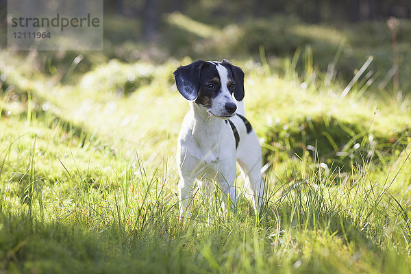 Hund steht bei Sonnenschein im Grasfeld