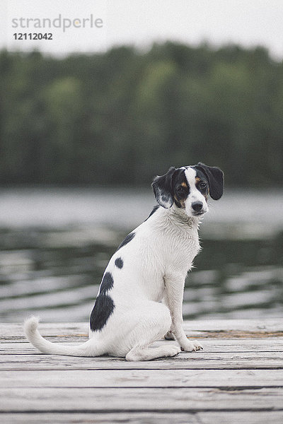 Porträt eines Hundes am Steg am See im Wald