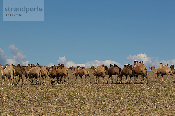 Herde baktrischer Kamele (camelus bactrianus) zu Fuss durch die Wüstenlandschaft  Khovd  Mongolei