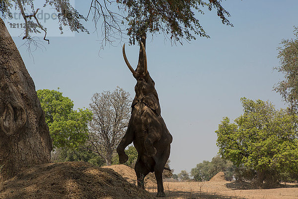 Afrikanischer Elefant (Loxodonta africana) auf Hinterbeinen  der sich von einem Ast ernährt  Chirundu  Simbabwe  Afrika