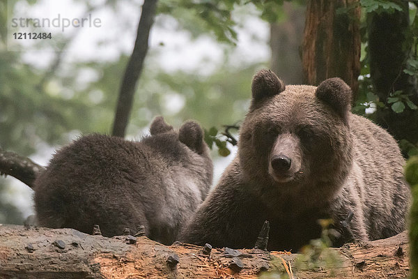 Zwei europäische Braunbären (Ursus arctos) im Wald von Notranjska  Slowenien