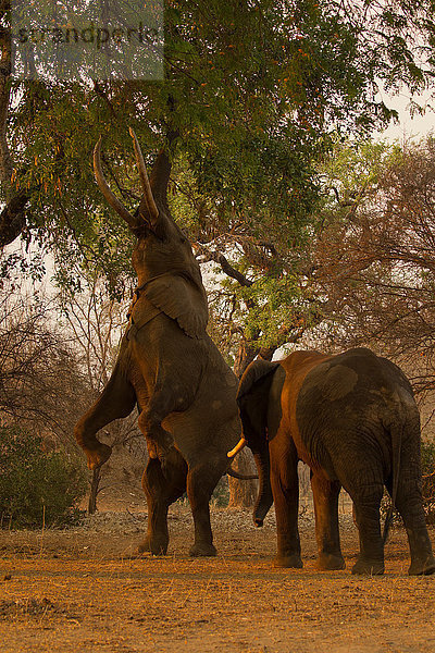 Afrikanischer Elefant (Loxodonta africana) auf Hinterbeinen beim Fressen vom Baum  Chirundu  Simbabwe  Afrika
