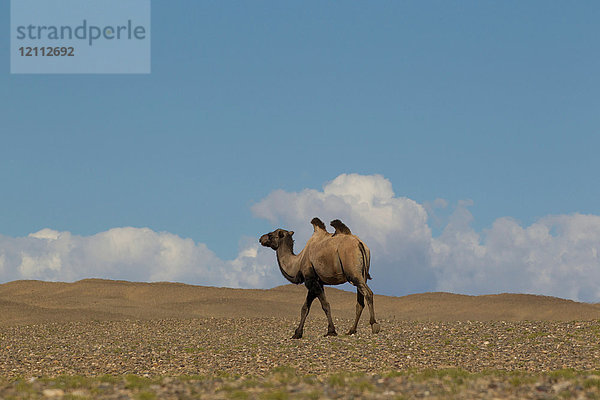Einsames baktrianisches Kamel (Camelus bactrianus) zu Fuss durch die Wüstenlandschaft  Khovd  Mongolei