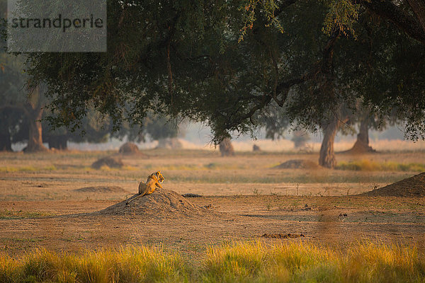 Rückansicht einer auf einem Hügel liegenden Löwin (Panthera leo)  Chirundu  Simbabwe  Afrika