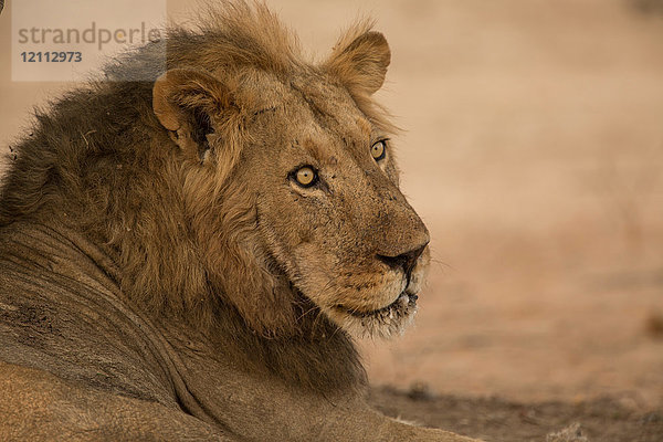 Porträt eines Löwen (Panthera leo)  der sich hinlegt und über die Schulter schaut  Chirundu  Simbabwe  Afrika