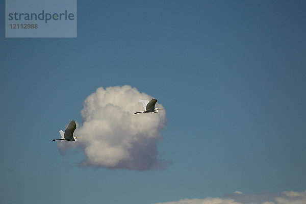 Zwei Silberreiher (ardea alba) fliegen am blauen Himmel mit Wolken  Khovd  Mongolei