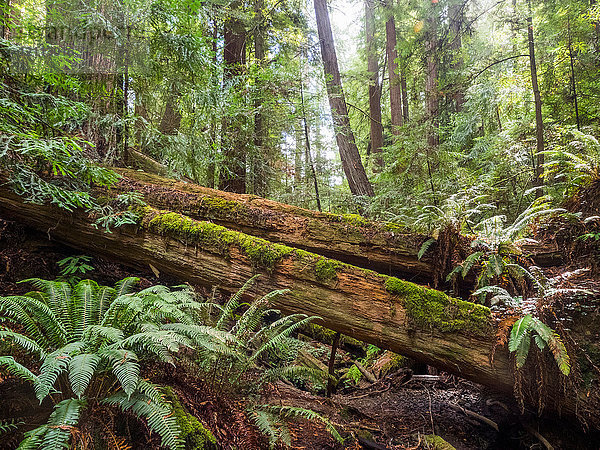 Umgefallene Bäume  Armstrong Redwoods State Natural Reserve  Kalifornien  Vereinigte Staaten  Nordamerika