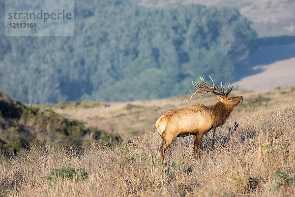 Tule-Elchbock (Cervus canadensis nannodes) am Hang  Point Reyes National Seashore  Kalifornien  USA