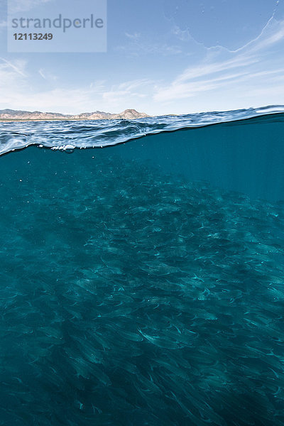 Unterwasser und Blick auf einen schwimmenden Schwarm von Jackfischen im blauen Meer  Baja California  Mexiko