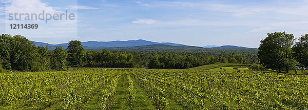 Frontenac Gris-Trauben in einem üppigen  grünen Weinberg; Shefford  Quebec  Kanada