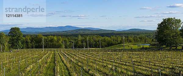 Anbaugebiet für Frontenac Gris und Noir Trauben für die Weinproduktion; Shefford  Quebec  Kanada
