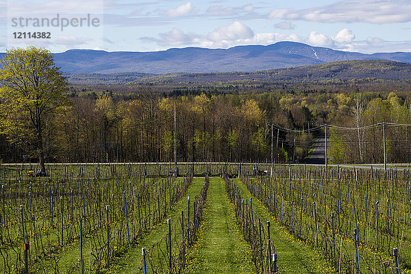Erzeugung eines Feldes mit Frontenac Gris- und Noir-Trauben für die Weinproduktion; Shefford  Quebec  Kanada