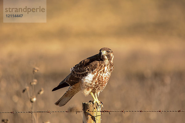 Ein Habicht ( Accipitridae) schaut in die Kamera  bereit zum Abflug von einem Zaunpfahl im warmen Sonnenlicht; Potrerillos  Mendoza  Argentinien