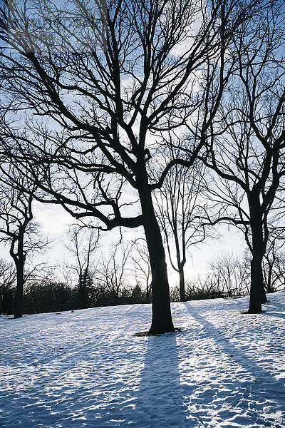 Silhouette von blattlosen Bäumen in einem schneebedeckten Feld im Phalen Park; Minnesota  Vereinigte Staaten von Amerika