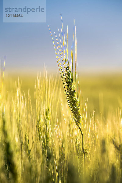 Nahaufnahme eines unreifen grünen Weizenkopfes in einem Feld mit blauem Himmel im Hintergrund  östlich von Calgary; Alberta  Kanada