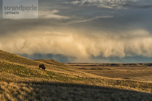 Wisent (Bison bison) beim Grasen im Sonnenuntergang  Grasslands National Park; Saskatchewan  Kanada