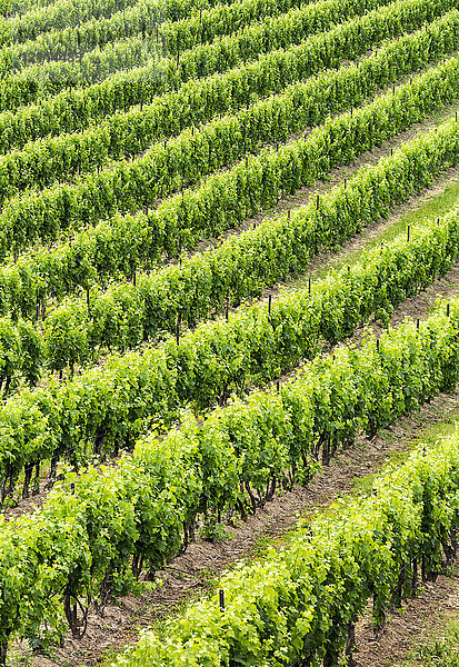 Grafische Darstellung der Reihen von grünen Weinstöcken in einem Weinberg; Vineland  Ontario  Kanada