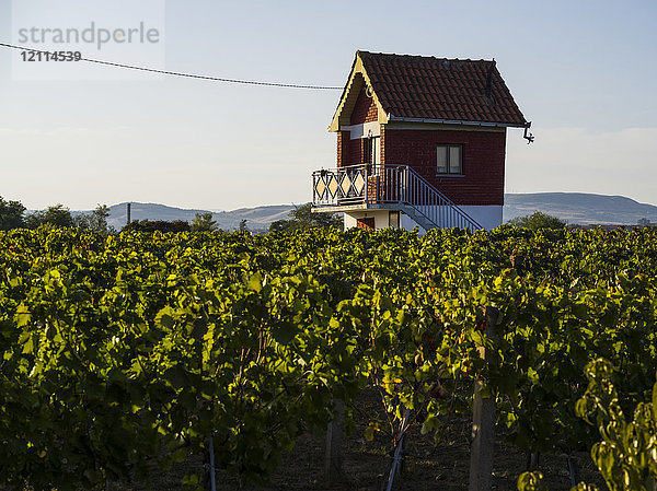 Ein kleines zweistöckiges Haus  das sich über einer Garage erhebt  erhebt sich über die Reben in einem Weinberg mit Hügeln in der Ferne; Kladovo  Bezirk Bor  Serbien