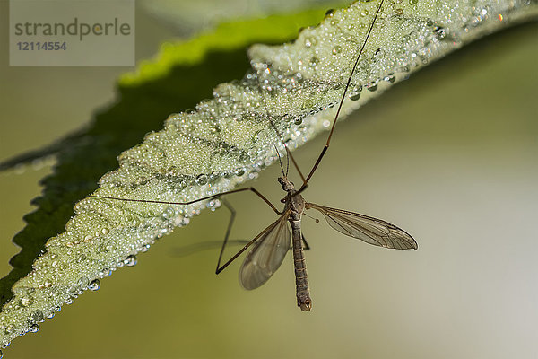 Kranichfliege (Tipulidae) hängt an einem Blatt in einem Garten; Astoria  Oregon  Vereinigte Staaten von Amerika