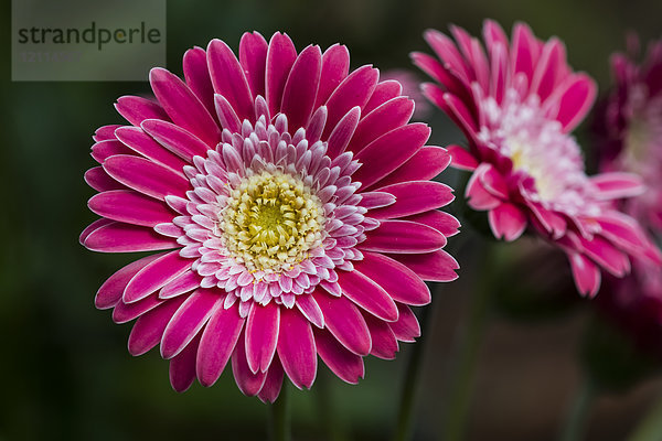 Eine leuchtend rosa Gerbera-Gänseblümchen (Asteraceae) mit auffälligen Blüten; Astoria  Oregon  Vereinigte Staaten von Amerika