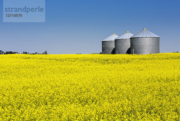 Große Getreidesilos aus Metall in einem blühenden Rapsfeld mit blauem Himmel; Beiseker  Alberta  Kanada