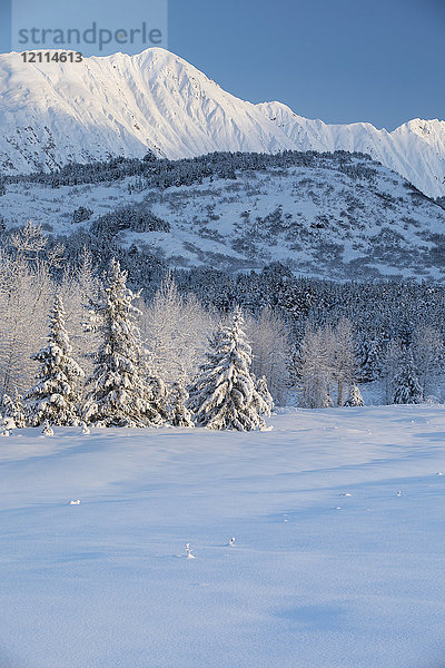 Mit Neuschnee bedeckte Fichten stehen vor einem von der untergehenden Sonne erwärmten  weiß verschneiten Birkenwald  im Hintergrund schroffe  schneebedeckte Kammlinien  Turnagain Pass  Kenai-Halbinsel  Süd-Zentral-Alaska; Alaska  Vereinigte Staaten von Amerika