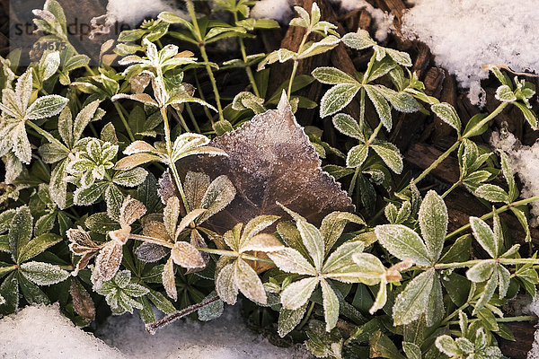 Raureif und Schnee auf einer mehrjährigen Pflanze  Parkland County; Alberta  Kanada
