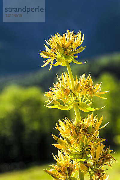 Nahaufnahme von gelb blühendem Enzian (Gentiana)  Schweizer Val Ferret  Alpen; La Fouly  Val Ferret  Schweiz