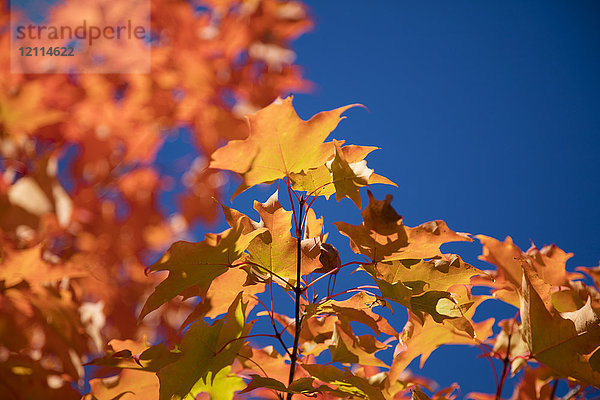 Nahaufnahme von bunten Blättern an einem Baum vor einem blauen Himmel im Herbst  White Mountains National Forest; New England  Vereinigte Staaten von Amerika