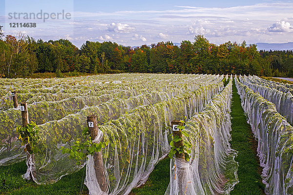 Weinberg mit Reihen von Frontenac Gris-Trauben  die in ein Schutztuch gehüllt sind; Shefford  Quebec  Kanada
