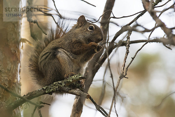 Ein Eichhörnchen  das auf einem Ast sitzt und frisst; lLke of the Woods  Ontario  Kanada