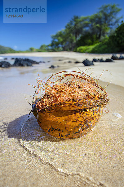 Nahaufnahme einer Kokosnuss  die am Big Beach angeschwemmt wurde; Makena  Maui  Hawaii  Vereinigte Staaten von Amerika