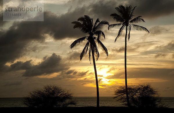 Zwei Kokosnusspalmen mit Meer und dramatischem Himmel dahinter bei Sonnenuntergang  Papohaku Beach; Molokai  Hawaii  Vereinigte Staaten von Amerika