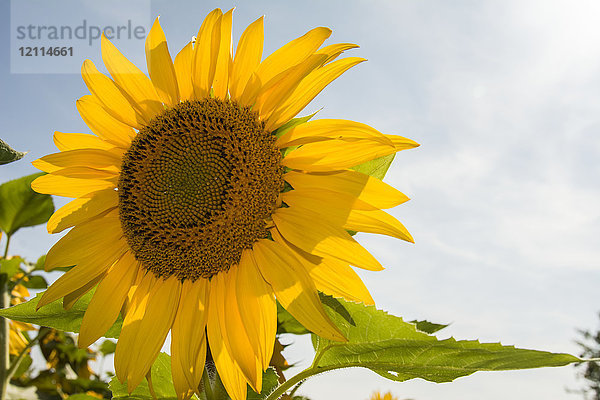 Eine vollständig geöffnete Sonnenblume füllt die Hälfte des Bildes vor einem blauen Sommerhimmel; Waupoos  Ontario  Kanada