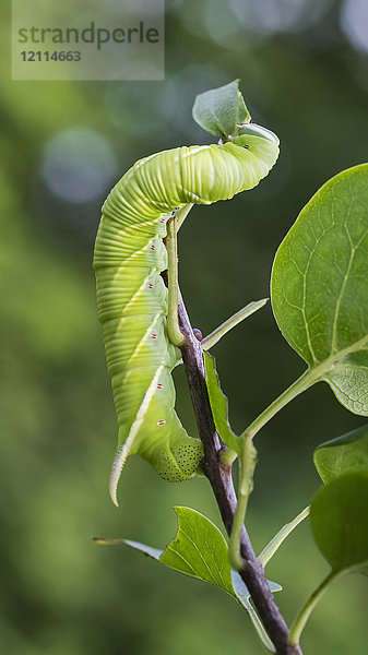 Raupe des Tabak-Hornwurms (Manduca sexta) klettert an einem Pflanzenstängel hoch; Ontario  Kanada