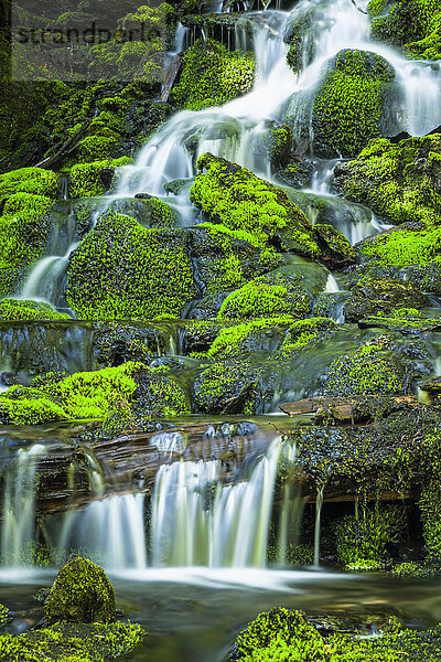 Norm's Falls stürzen über moosbewachsene Felsen im Winner Creek Trail im Sommer  Chugach National Forest  Süd-Zentral-Alaska; Girdwood  Alaska  Vereinigte Staaten von Amerika