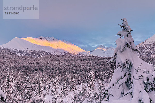 Tiefer Schnee bedeckt einen Fichtenwald und das warme Licht des Sonnenuntergangs beleuchtet einen verschneiten Berg im Hintergrund  Kenai-Halbinsel  Süd-Zentral-Alaska; Moose Pass  Alaska  Vereinigte Staaten von Amerika