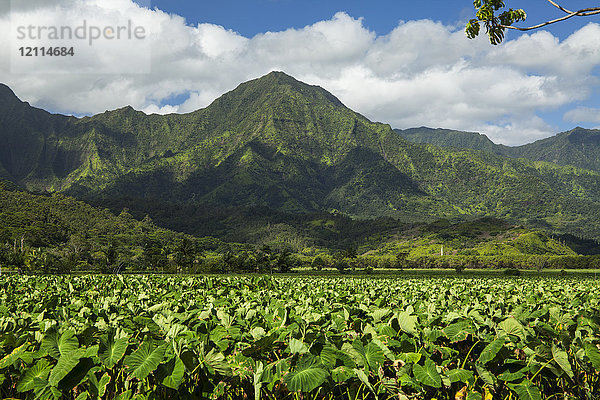 Taro-Flecken  Hanalei National Wildlife Refuge  Hanalei Valley; Hanalei  Kauai  Hawaii  Vereinigte Staaten von Amerika