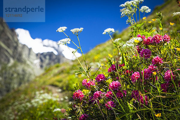 Blühende Alpenrose (Rhododendron ferrugineum) zwischen anderen Wildblumen auf einer Wiese  Val Ferret; La Vachey  Aostatal  Italien