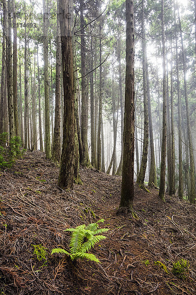 Hohe Redwood-Bäume in 6.000 Fuß Höhe  Poli Poli State Park; Kula  Maui  Hawaii  Vereinigte Staaten von Amerika