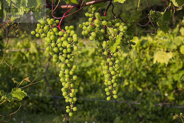 Frontenac Gris-Trauben an einem Rebstock; Shefford  Quebec  Kanada