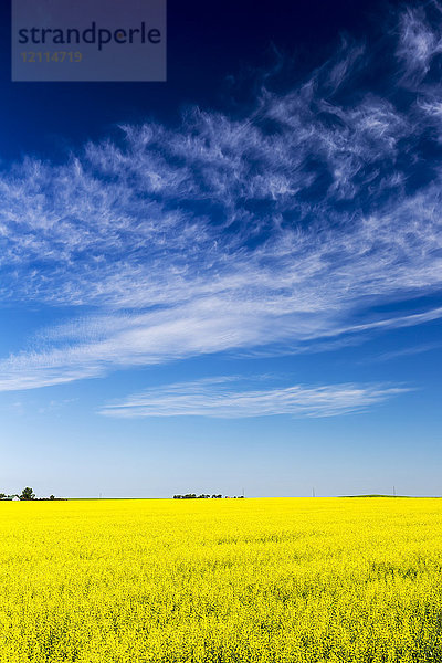 Blühendes Rapsfeld mit blauem Himmel und dramatischen weißen Wolken; Beiseker  Alberta  Kanada