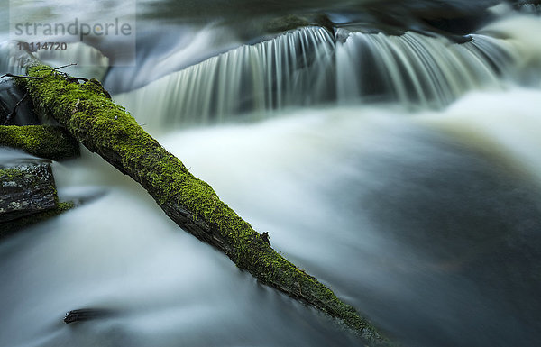 Moosbewachsener Baumstamm und kleiner Wasserfall  Liscomb Game Sanctuary; Nova Scotia  Kanada