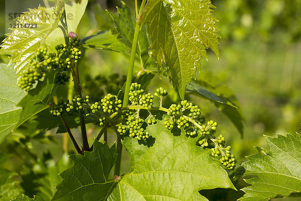 Frontenac Gris-Trauben an einem Rebstock; Shefford  Quebec  Kanada