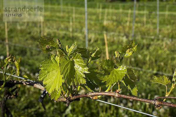 Frontenac Gris-Trauben an einem Rebstock; Shefford  Quebec  Kanada