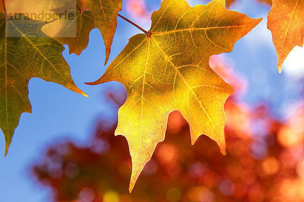 Nahaufnahme von goldenen Blättern an einem Baum vor einem blauen Himmel im Herbst  White Mountains National Forest; New England  Vereinigte Staaten von Amerika